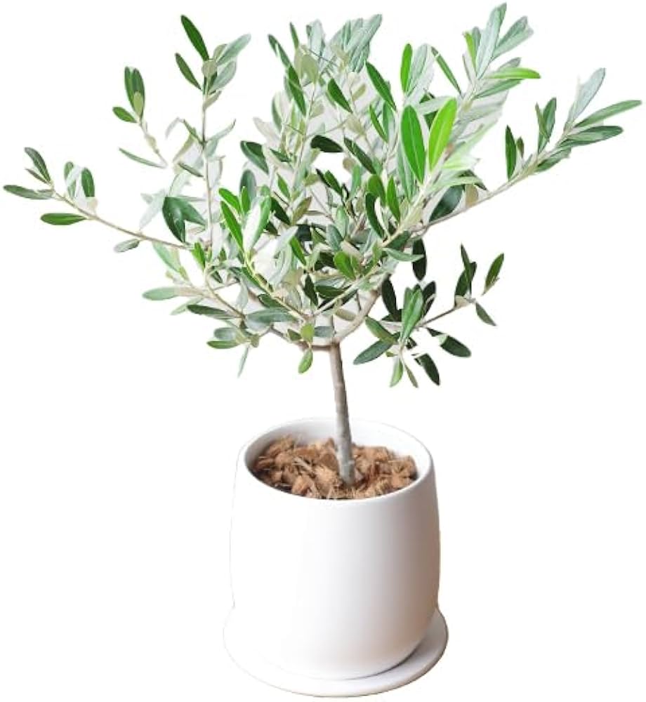 Amazon｜オリーブの木 ホワイト陶器鉢植え 観葉植物 卓上 本物