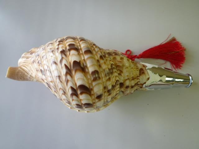 Amazon.co.jp: 法螺貝 ほら貝 笛 楽器 吹き口付 全長約31cm 魔除け