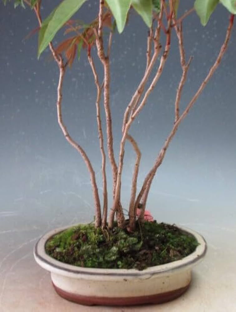 Amazon.co.jp: 盆栽 ハゼの寄せ植え盆栽（現品）（801575） : DIY