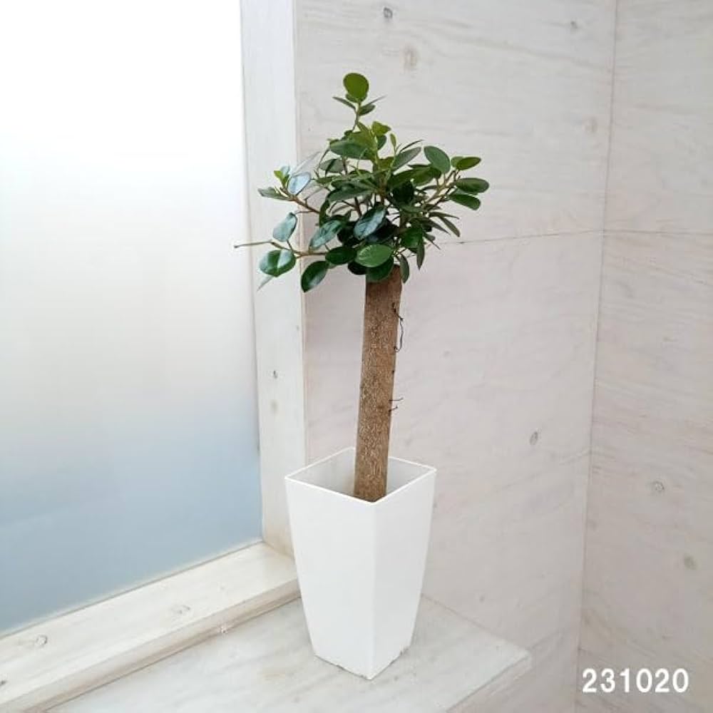 417rTGDGuxL._AC_UF1000,