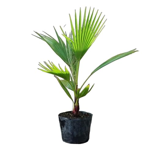 ワシントンヤシ」の人気商品一覧 | 安い商品を通販サイトから探す