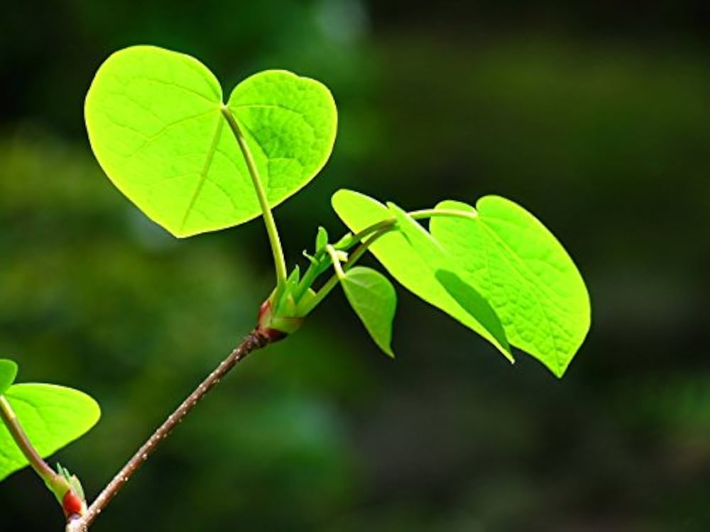 Amazon | マルバノキ 高さ約0.7m（鉢底から） | 植木