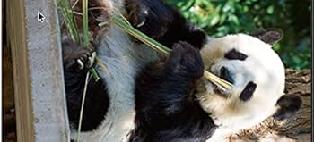 Amazon.co.jp: パンダ自身 2頭め (光文社女性ブックス VOL. 186 女性