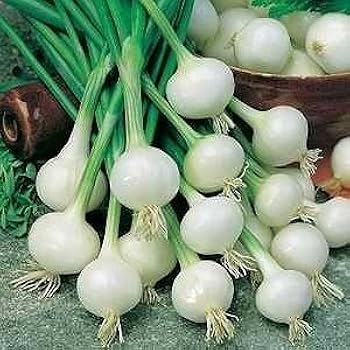 41+B7FdFeGL._AC_UF350,