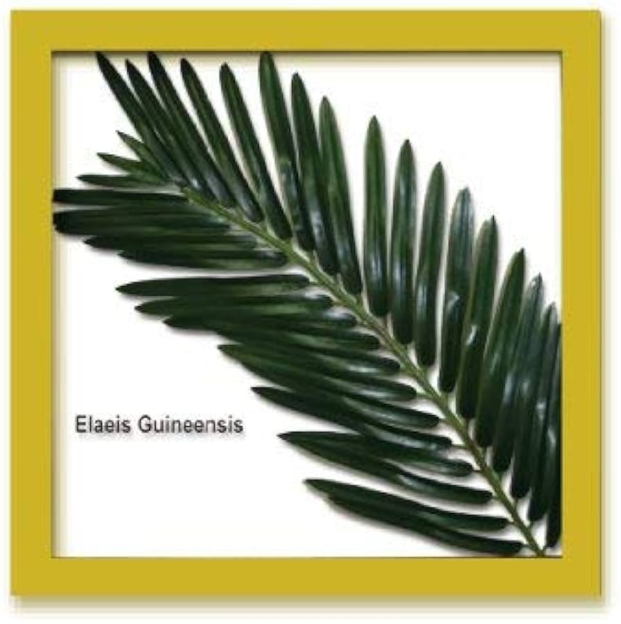 Amazon.co.jp: リーフパネル Forest Deco Elaeis Guineensis(ギニア