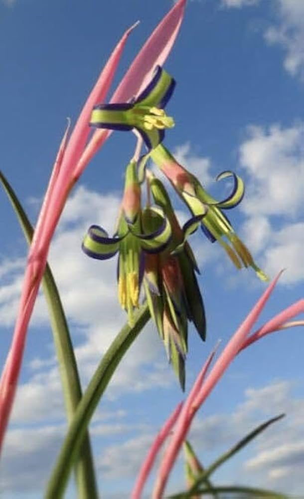 Amazon.co.jp: 女王の涙 ヨウラクツツアナナス 1株 チランジア : DIY