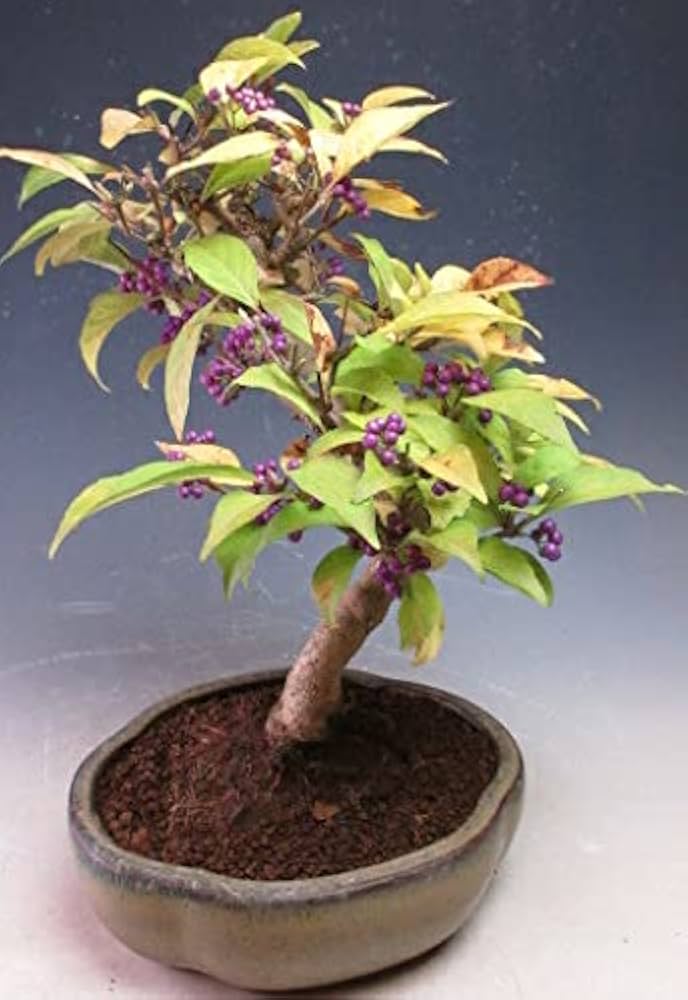 411A9GKSIFL._AC_UF894,