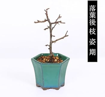 Amazon.co.jp: 遊恵盆栽 ミニ盆栽：長寿梅*(みどり反六角陶器鉢) 花
