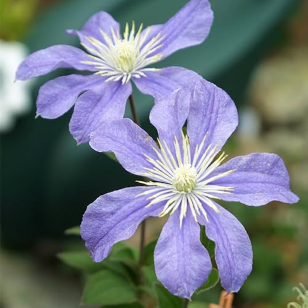 Amazon.co.jp: クレマチス 『 アラベラ 』 インテグリフォリア系・木立