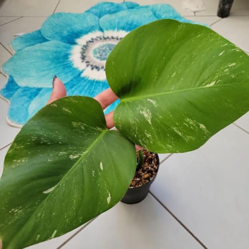 モンステラ ホワイトタイガー」の人気商品一覧 | 安い商品を通販サイト