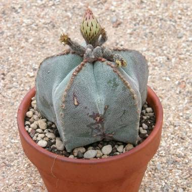 Amazon | 【種子】Astrophytum Myriostigma◇アストロフィツム・鸞鳳玉