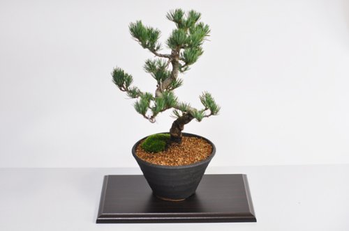 Amazon | 盆栽妙 風格ある五葉松 松の盆栽 幅22cm×樹高27cm | 盆栽