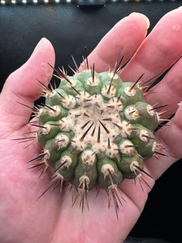 黒王丸」の人気商品一覧 | 安い商品を通販サイトから探す - 価格.com