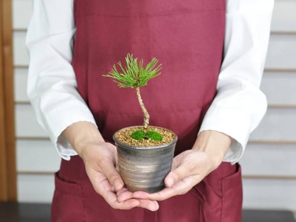 Amazon.co.jp: 盆栽妙 ミニ赤松 盆栽 ミニ盆栽 鑑賞 松柏盆栽