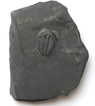 Amazon.co.jp: SCIENCE 母岩付化石標本「三葉虫 エルラシア・キンギ