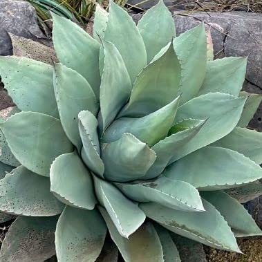 Amazon｜【種子】Agave Ovatifolia ◇アガベ・オバティフォリア／鯨舌