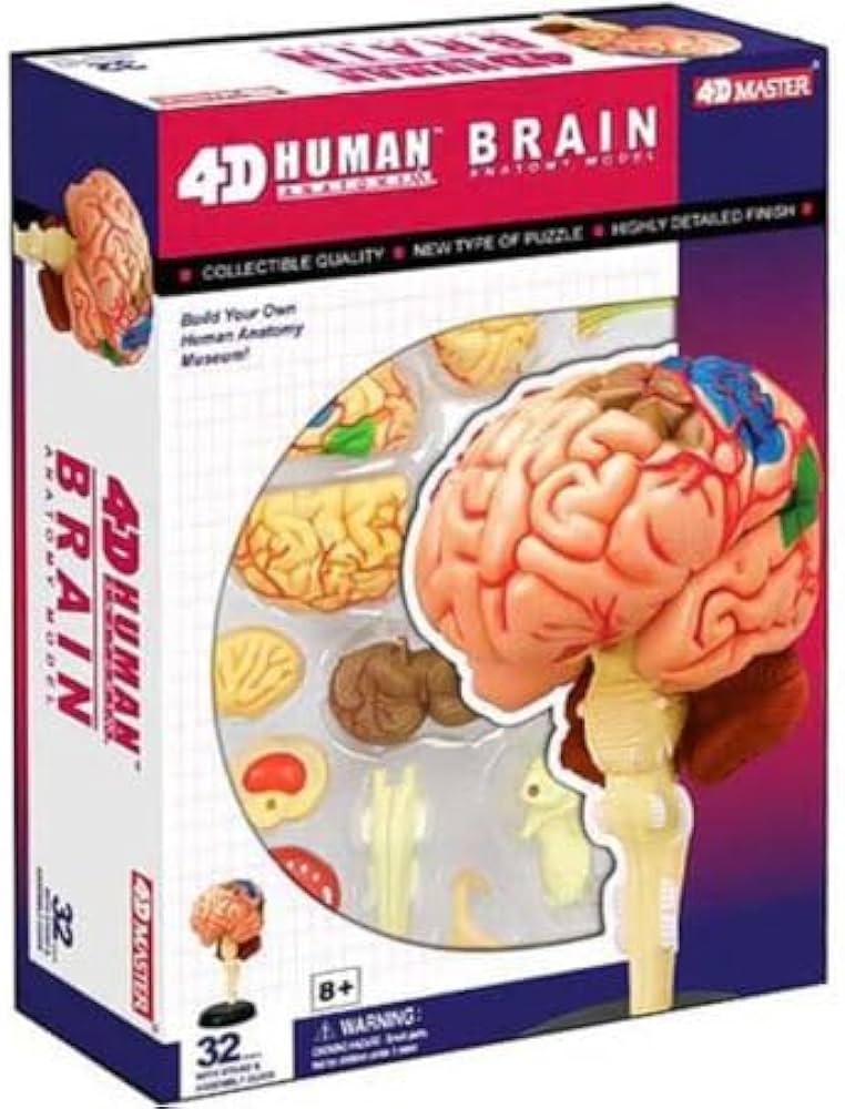 Amazon | 4D立体パズル 人体解剖モデル 人間の脳 4D Human 626008