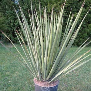 Amazon | 【種子】Yucca Baccata ユッカ・バッカタ◎バナナユッカ/葉が