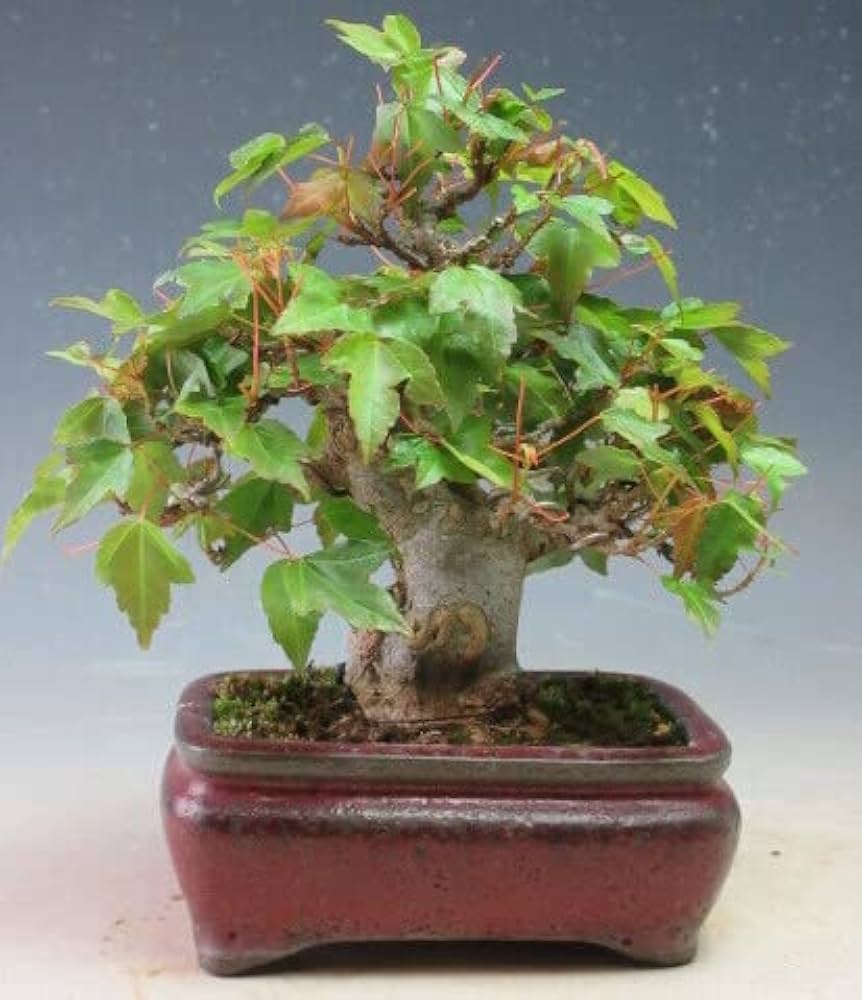 Amazon | 小品盆栽 楓（カエデ）【現品】（733816） | ヴェールモア