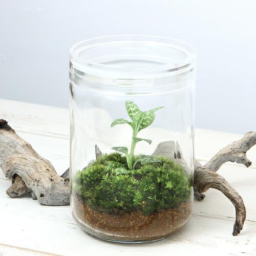 Amazon｜【charm】（観葉植物）苔テラリウム ミヤマウズラ ガラス
