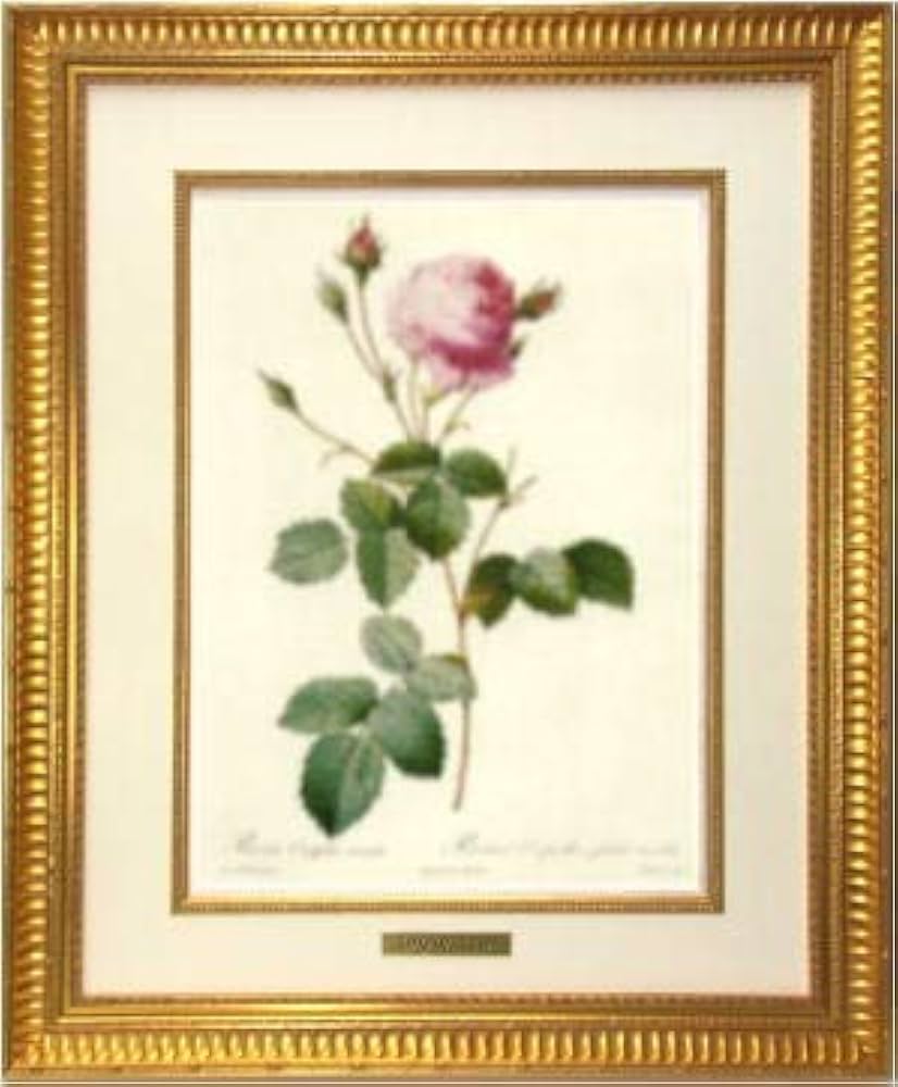 Amazon.co.jp: 額絵 「バラ図譜」フォリオ版 原寸大 ルドゥーテ レ