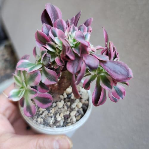 綴化」の人気商品一覧 | 安い商品を通販サイトから探す - 価格.com