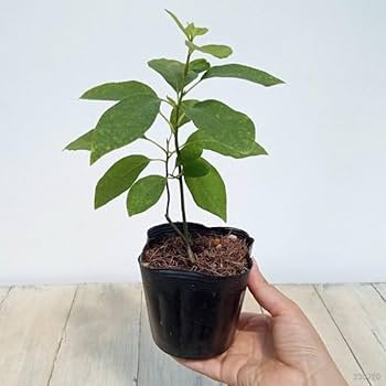 Amazon.co.jp: クロモジ（黒文字） 3.5号ポット[盆栽に][樹木の苗木