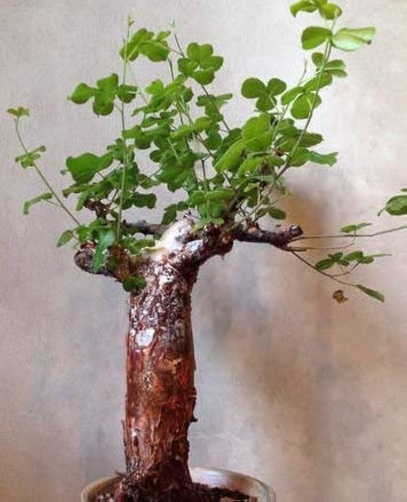 Amazon.co.jp: 【種子】Commiphora edulis var. Boiviniana コミフォラ