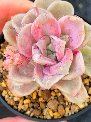 多肉植物 ラブリーローズ」の人気商品一覧 | 安い商品を通販サイトから