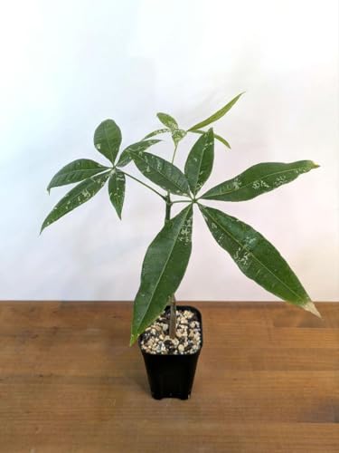 観葉植物 パキラミルキーウェイ」の人気商品一覧 | 安い商品を通販