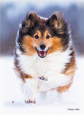 Amazon.co.jp: SUGOIスリーブシリーズ ふるもっふ 014「いぬ ver.3