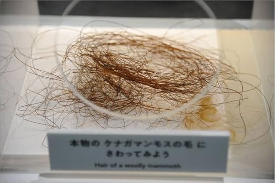 Amazon | SCIENCE 化石標本Woolly Mammoth Hair「マンモス 実物の体毛