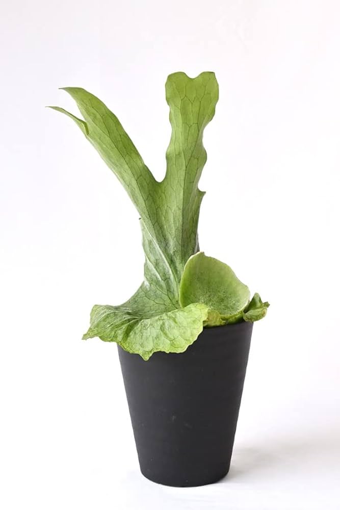 Amazon｜観葉植物 本物 コウモリラン（ビカクシダ・グランデ） 5号