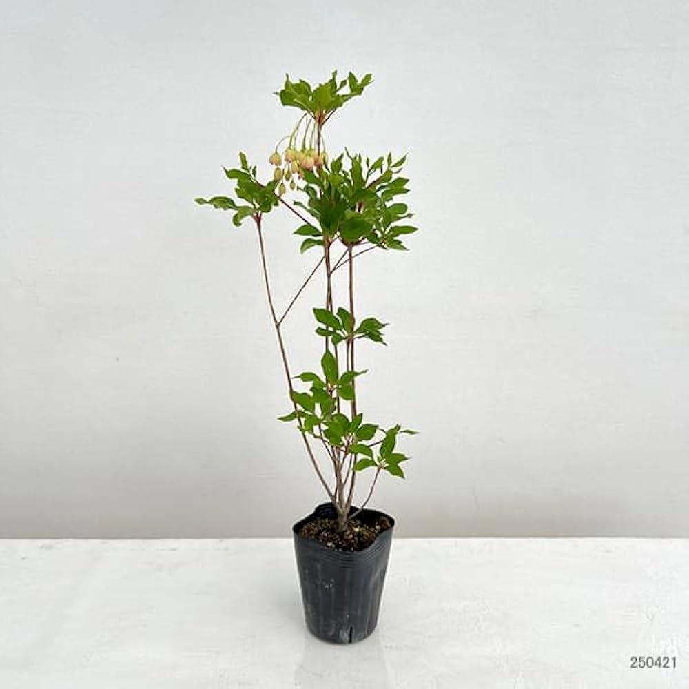 Amazon.co.jp: ドウダンツツジ：岩しだれ3～3.5号ポット 2株セット