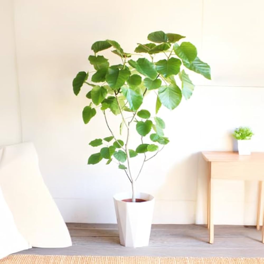 Amazon｜フィカス ウンベラータ ゴムの木 10号 大鉢 観葉植物 本物