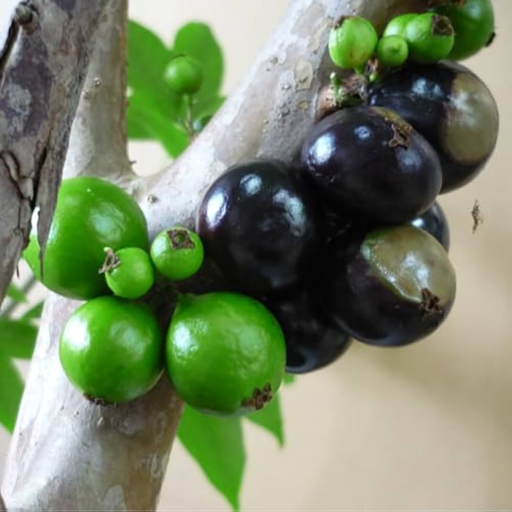 Amazon.co.jp: ジャボチカバ苗 (四季なり種) 実生苗（1鉢）（結実経験