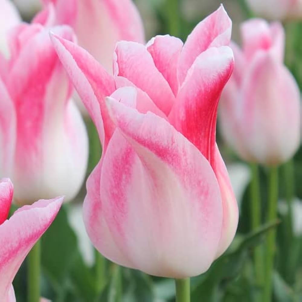 Amazon.co.jp: チューリップ 球根 ホーランドチック 3球入 : DIY