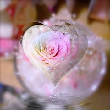 Amazon｜【 高級レインボーローズ専門店 】パステルレインボーローズ