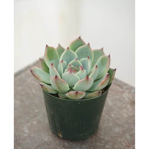 多肉植物 エケベリア 桃太郎」の人気商品一覧 | 安い商品を通販サイト