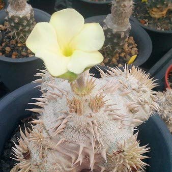 Amazon.co.jp: 【種子】Pachypodium Brevicaule Ceream-Flower