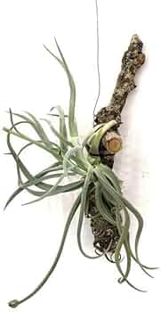 Amazon.co.jp: (現品) チランジア ドゥラティ (No.22071) (エアー