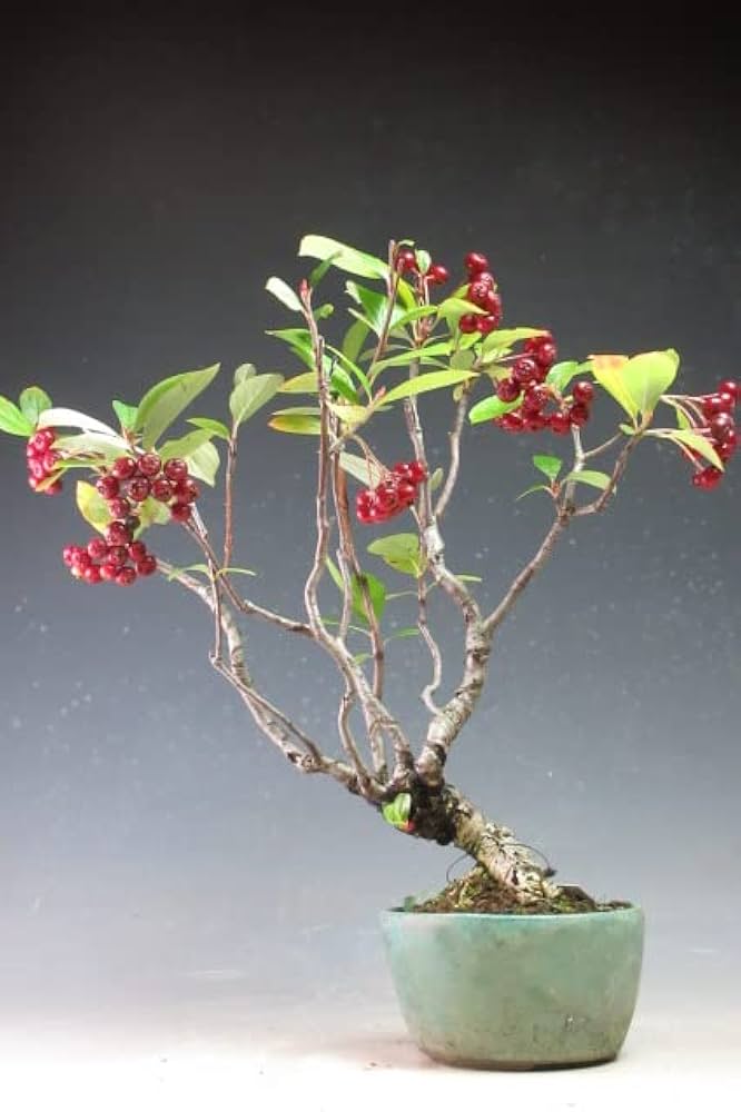 Amazon | 盆栽 実付き！西洋カマツカの鉢植え【現品】 | ヴェールモア