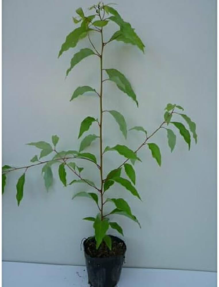 Amazon.co.jp: 苗/苗木 【5本セット】 クスノキ 樹高0.3m前後 10.5cm