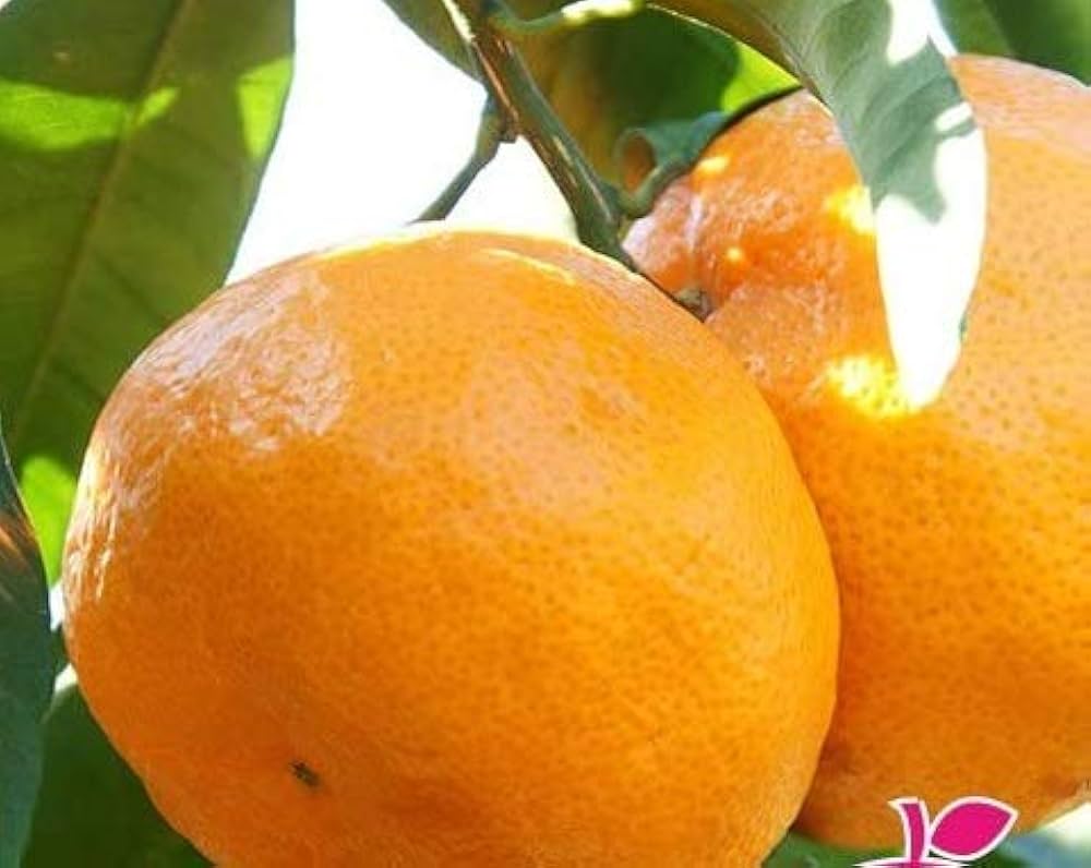 Amazon | 蜜柑(ミカン)の苗木 日南の姫（ひなのひめ） 接木1年生苗 | 果物