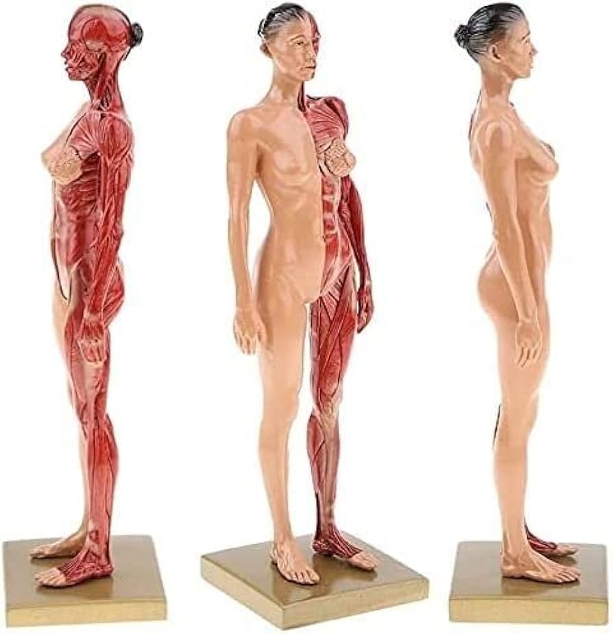 Amazon.co.jp: Aoguzhao 人体モデル 人体模型 30cm 男性 女性 1:6 人体