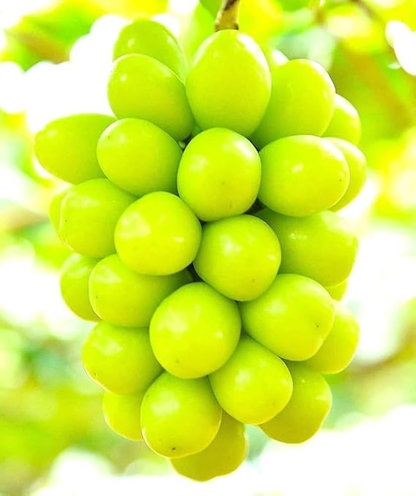 Amazon.co.jp: 高級ギフト 【ぶどう3種 食べ比べ〜オシャレな3姉妹