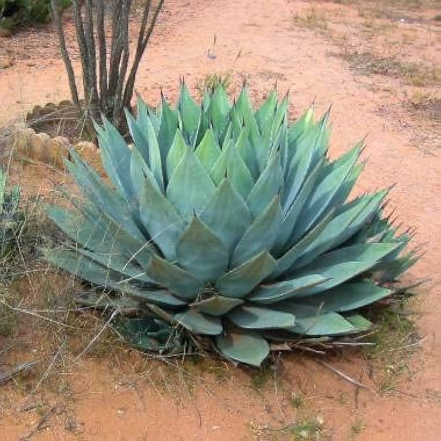 Amazon｜【種子】Agave parryi var. Huachucensis◇アガベ・パリー