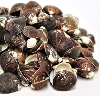 Amazon | 殻までまるごと凝縮 津軽しじみ伝説 180粒 焼成シジミ貝殻