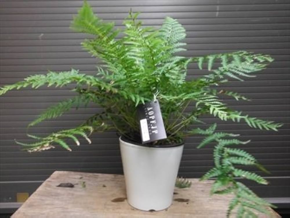 Amazon.co.jp: ディクソニア アンタルクティカ 5号 シダ植物 : DIY