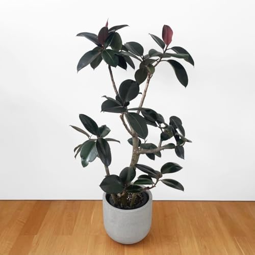 フィカス バーガンディ」の人気商品一覧 | 安い商品を通販サイトから